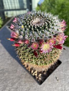 Mammillaria johnstonii